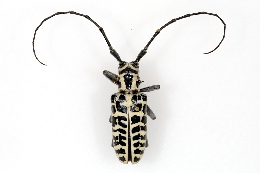 Large Common Beetles — Texas Insect Identification Tools